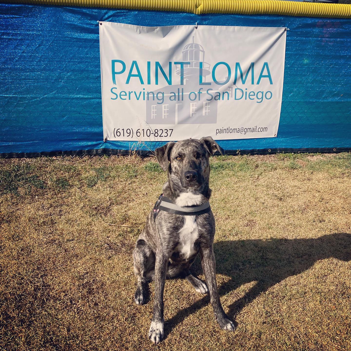 Rocky - The Paint Loma Mascot